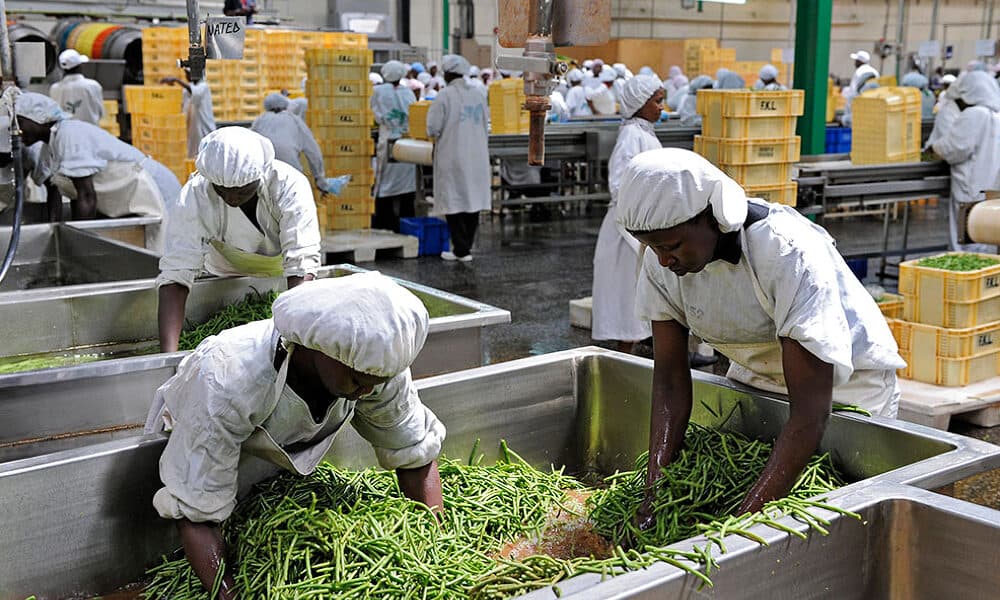 Agro-Processing & Storage Support